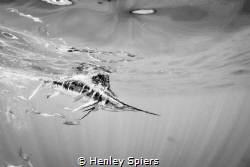 Striped Marlin Catches its Prey by Henley Spiers 